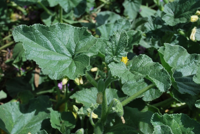 Ecballium elaterium / Cocomero asinino